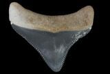 Serrated, Baby Megalodon Tooth - Florida #114141-1